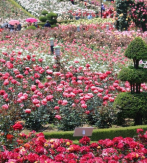 5월에 방문하는 축제 BEST 7