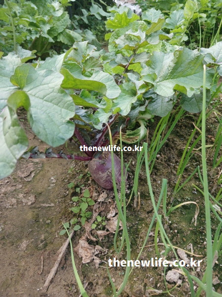밭에서 재배 중인 자색무의 실제 모습으로, 자색무 영양성분이 자연 그대로 형성되는 과정