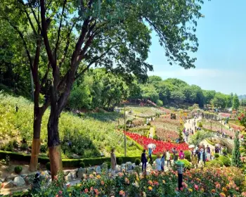 부천 백만송이 장미축제_17