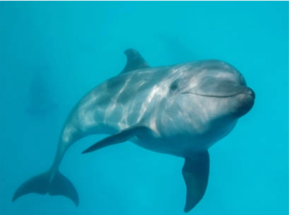 상괭이, 아시나요? 지금 이 순간도 사라지고 있는 바다의 고래