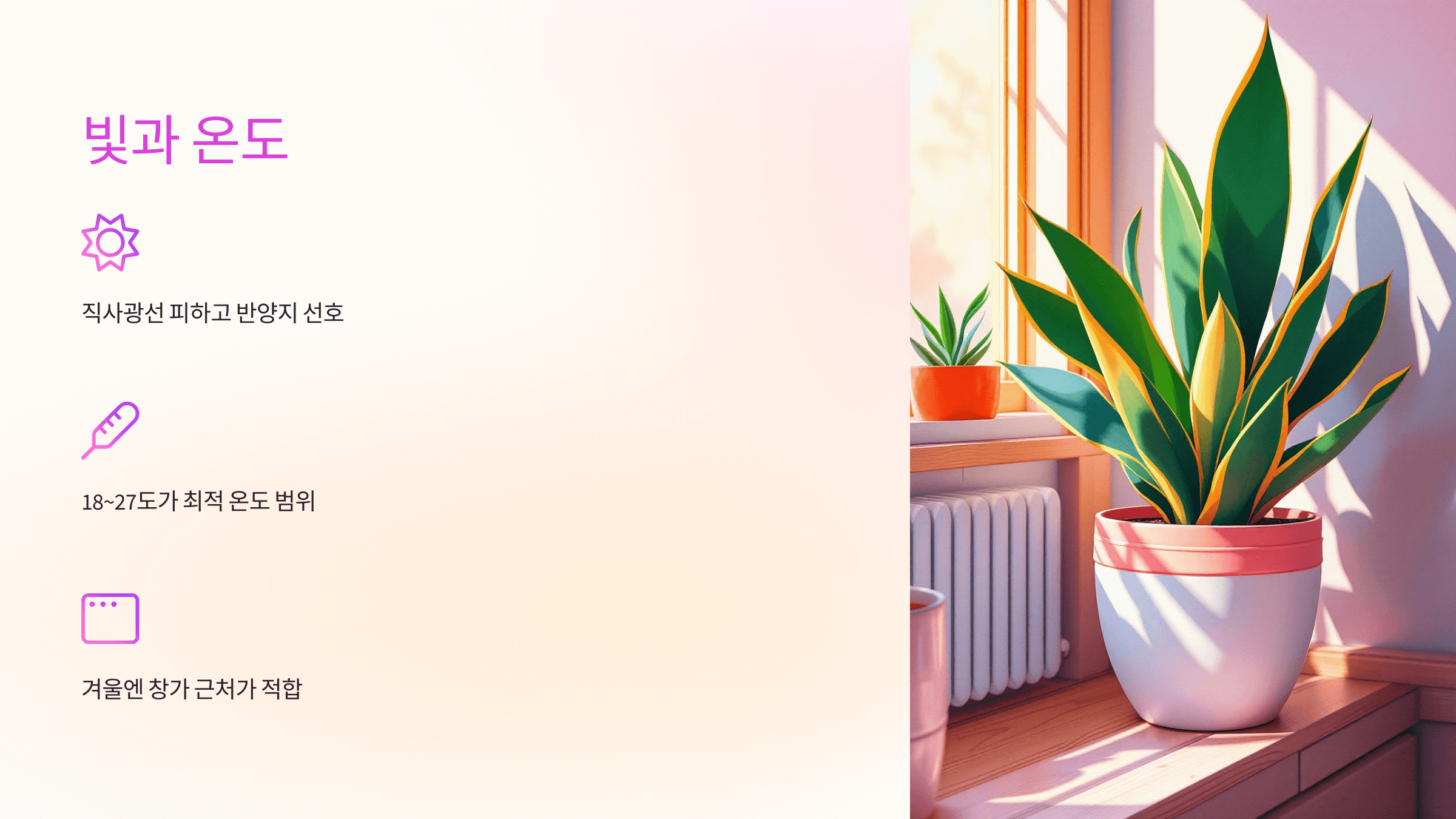 스투키와 관련된 사진입니다.