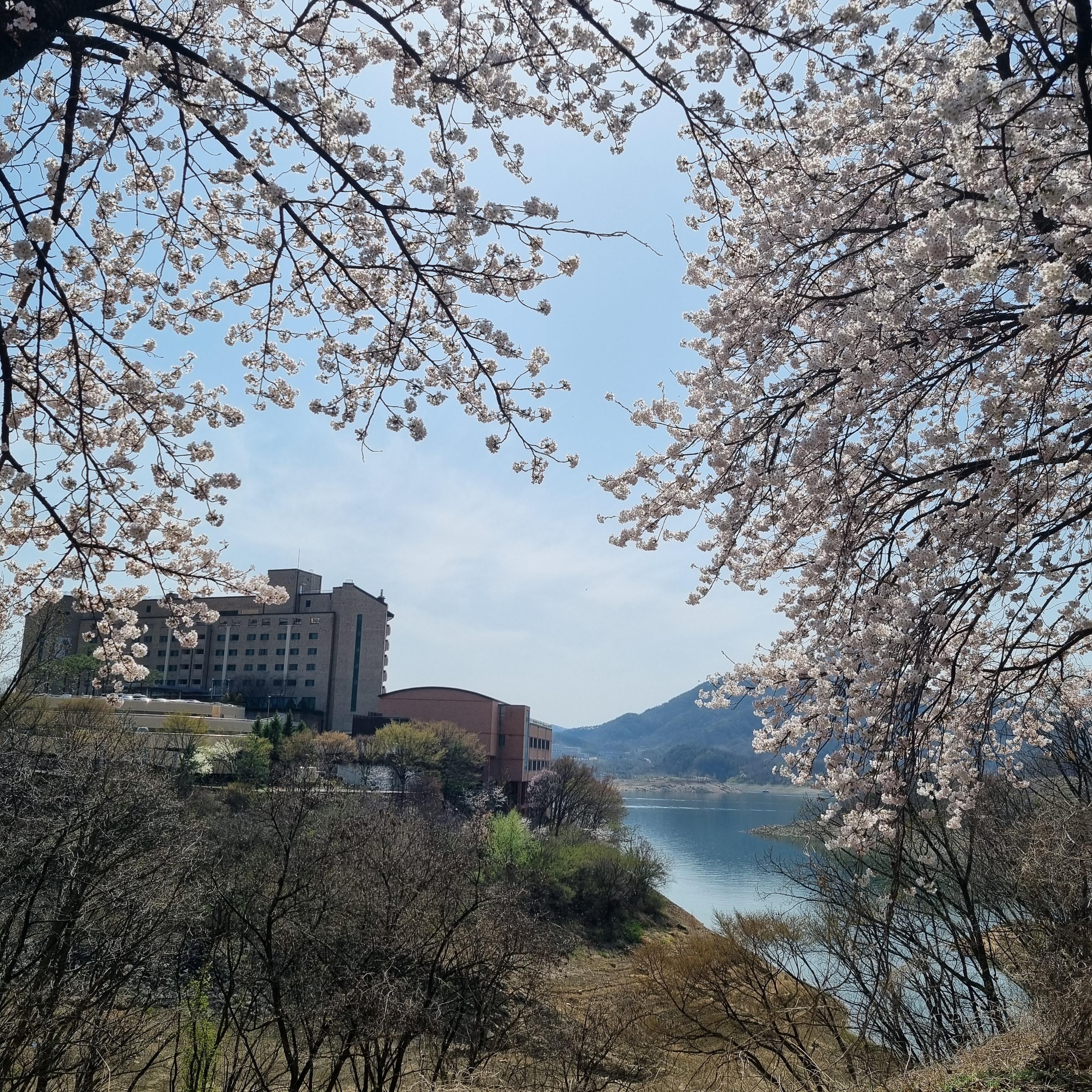 제천 벚꽃