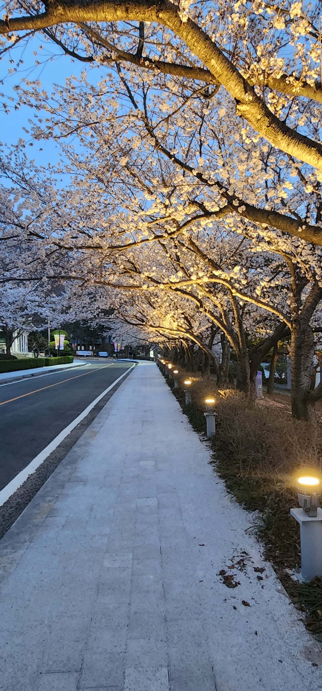영암왕인문화축제 벚꽃