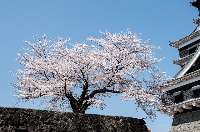 일본 벚꽃 명소