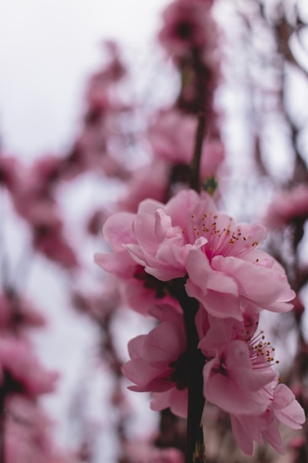 매실 액기스 효능