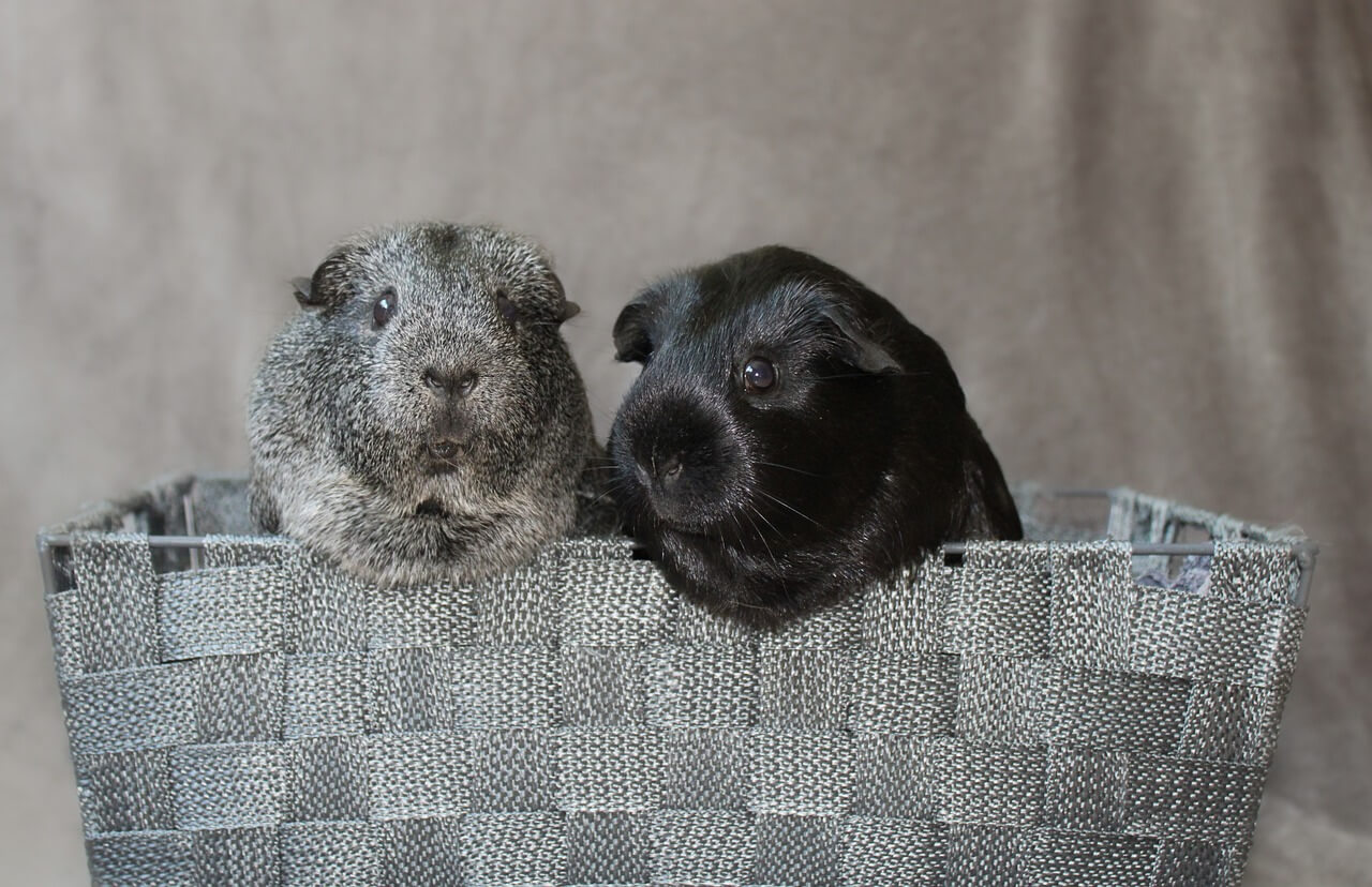 기니피그를 키우기 시작한 날