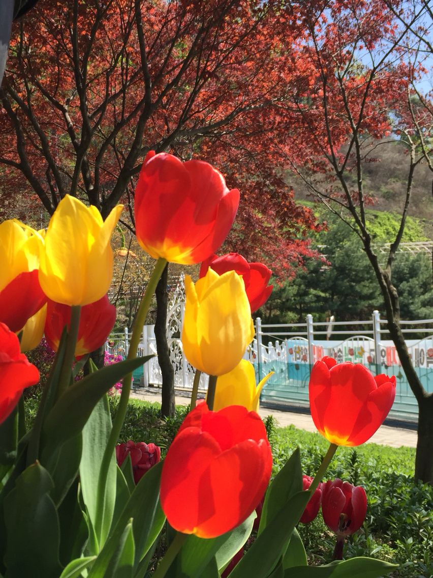 고양국제꽃박람회 아이와 현실팁