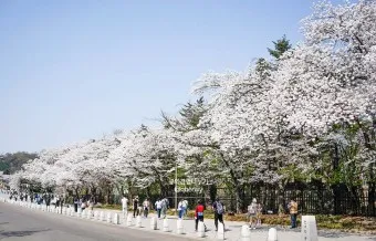 서울 벚꽃 명소 추천 베스트10_22