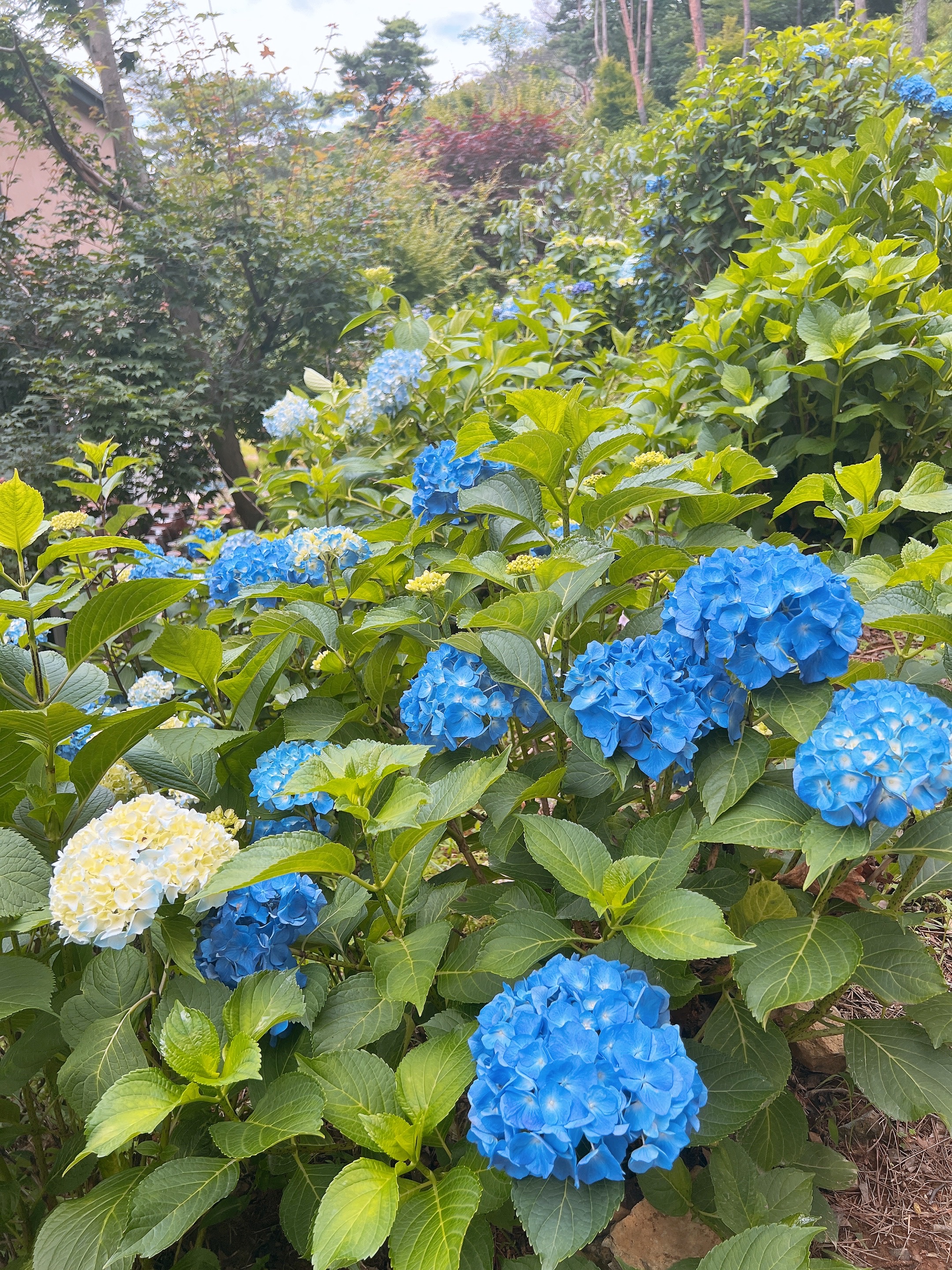 어실정원 시작카페, 양산카페, 양산가볼만한곳, 양산아이와가볼만한곳, 어실정원, 양산어실정원, 양산 수국카페
양산어실정원 실시간 개화