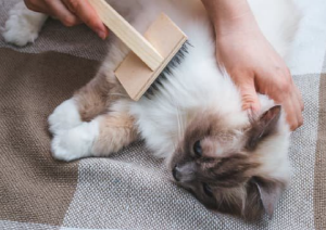 고양이-털손질