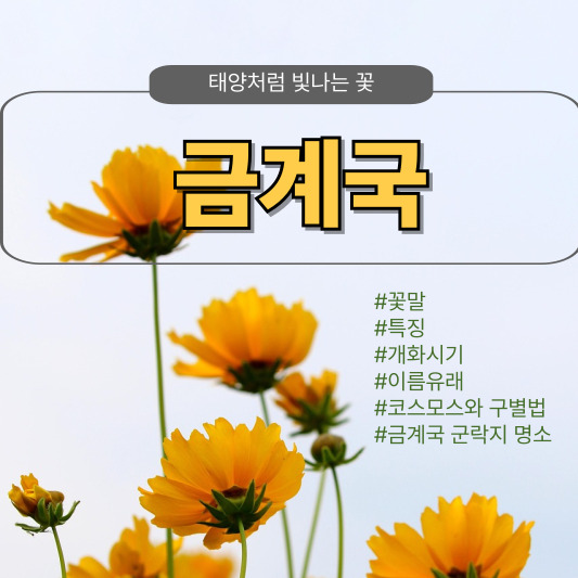 금계국, 태양처럼 빛나는 꽃 - 꽃말, 개화시기, 특징, 이름 유래, 코스모스와 차이, 금계국 군락지 명소