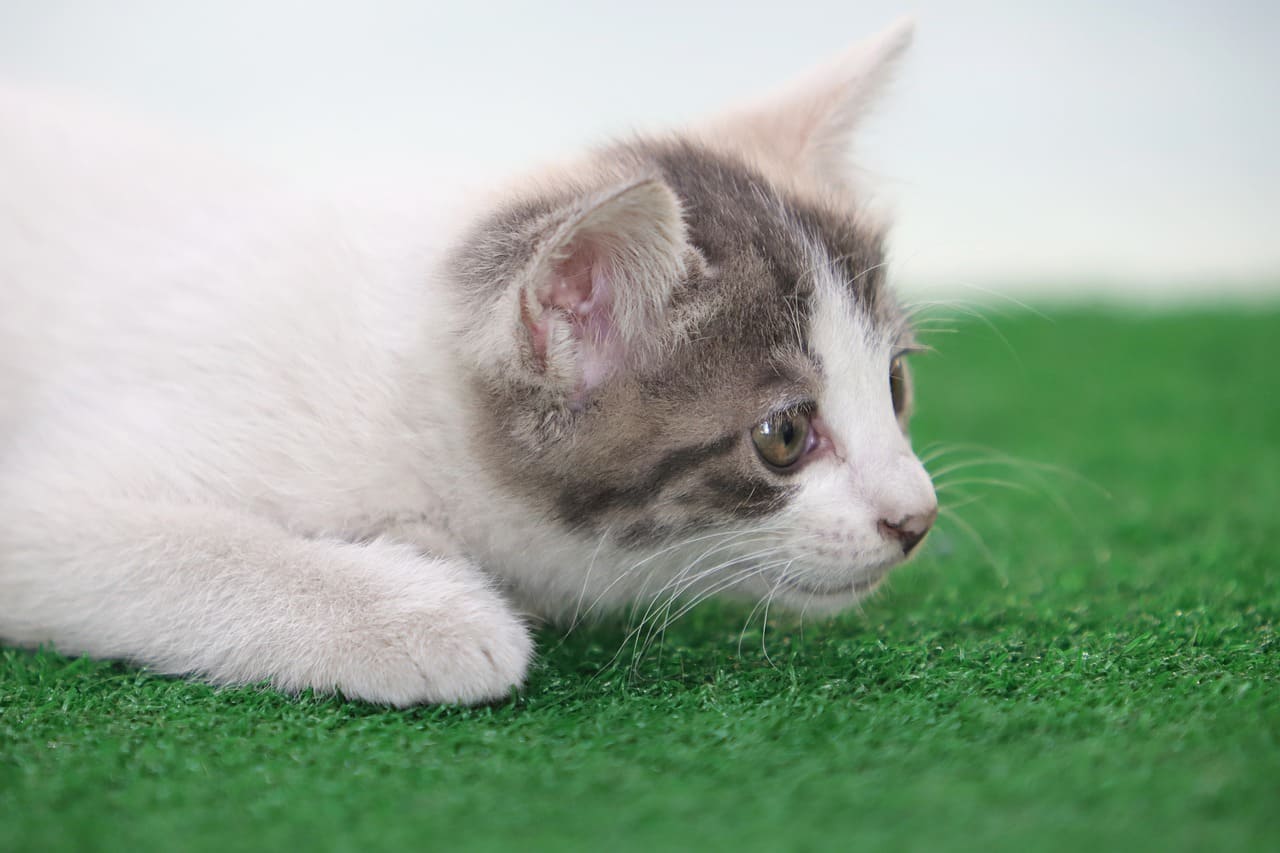 고양이 신경계 질환의 종류