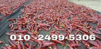 영양 고추 가격 시세 10근가격 현재 농산물 시세_11