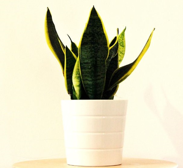 산세베리아-출처픽사베이