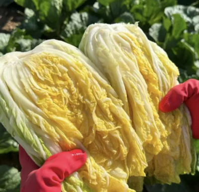 김장 절임배추 20kg