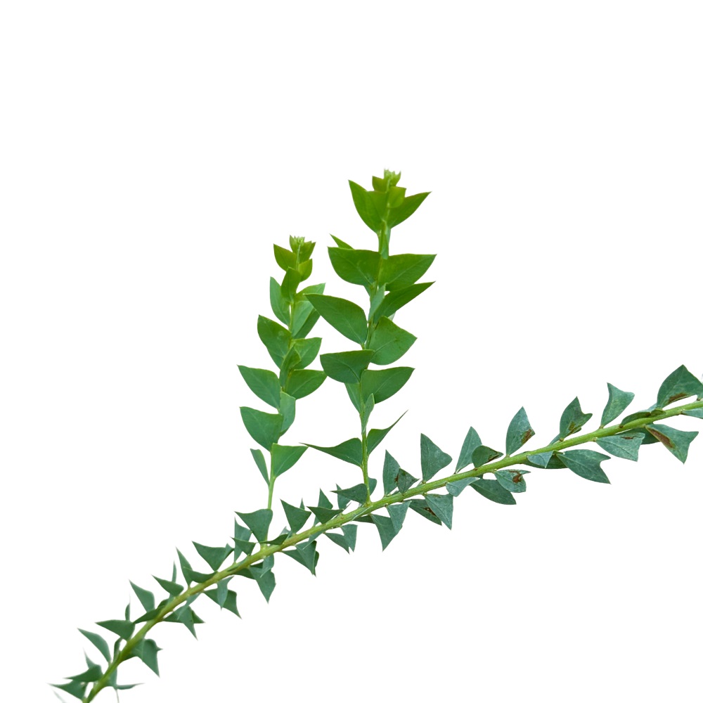 삼각잎 아카시아 키우기