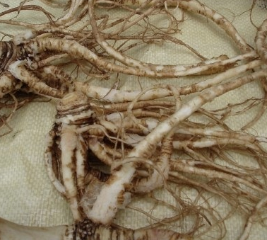 당귀 효능 부작용 뿌리 고르는법