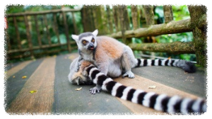 싱가포르 동물원