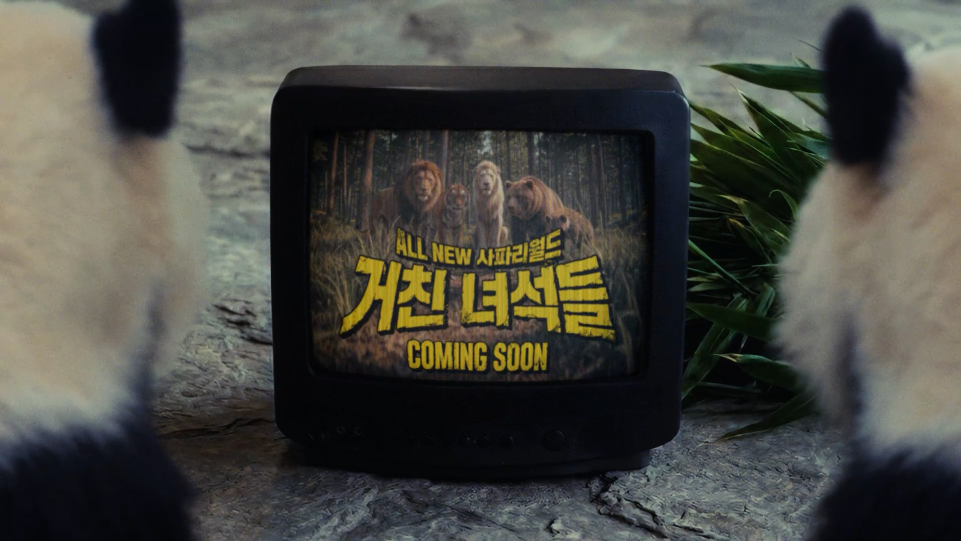 거친녀석들 커밍쑨｜#에버랜드 #사파리월드 #더와일드