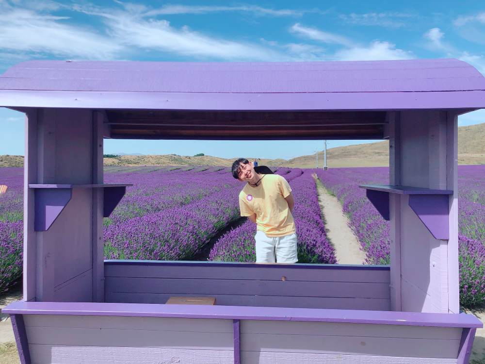 뉴질랜드 라벤더