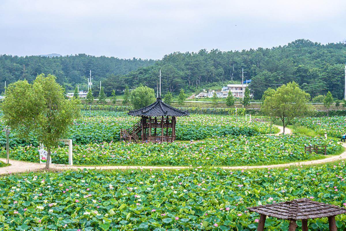 함안 연꽃테마파크