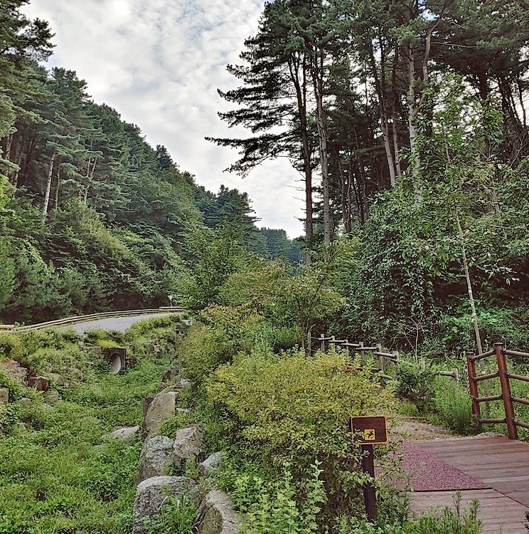 경기도잣향기푸른숲