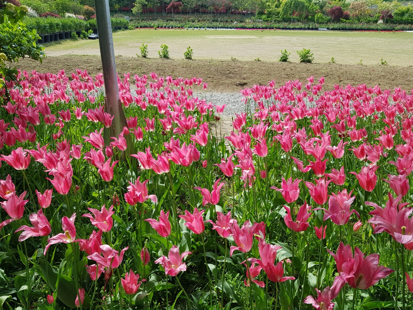 2026 사유원 매화축제 예약방법 총정리