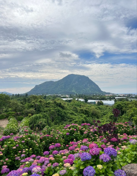 제주도에서찍은여러색들의꽃과산사진