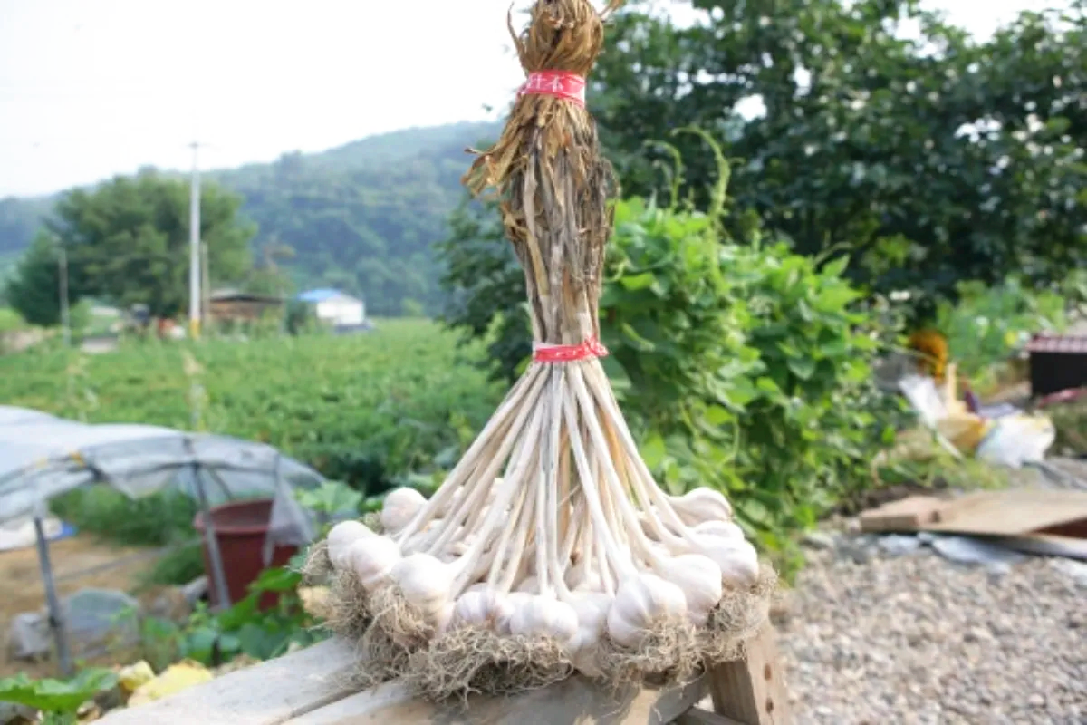 의성 한지형 마늘