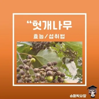 헛개나무 효능 10가지 건강에 좋은 식물 정보_13