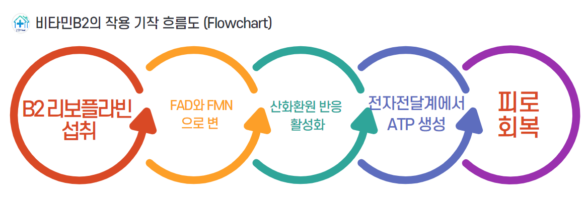 비타민B 효능2