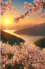 벚꽃이 피어 있는 모습