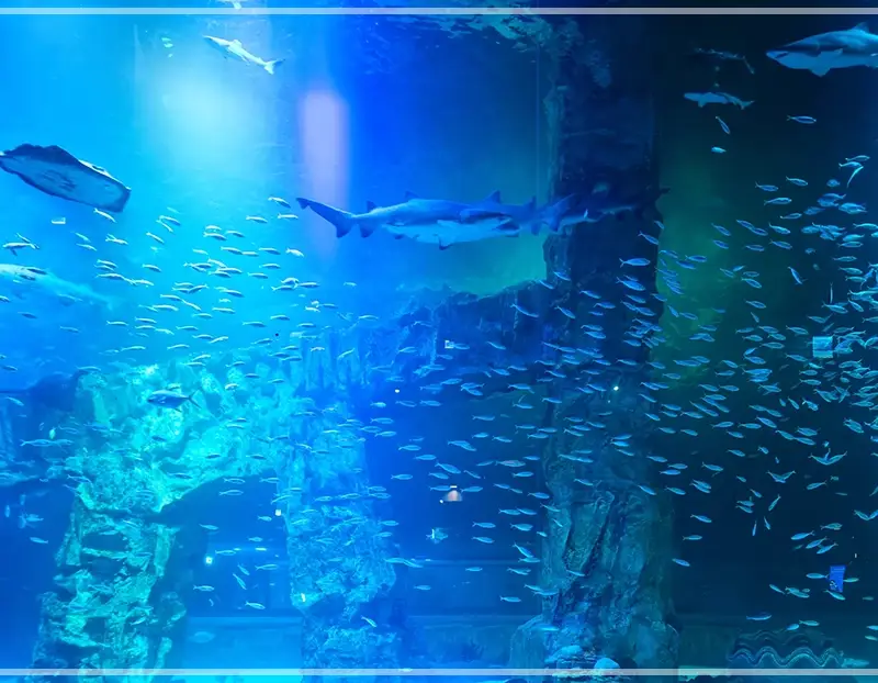 롯데월드-아쿠아리움-입장료-운영-시간-할인