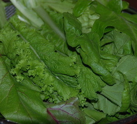 근대 효능과 부작용 나물 먹는법 고르는법 칼로리