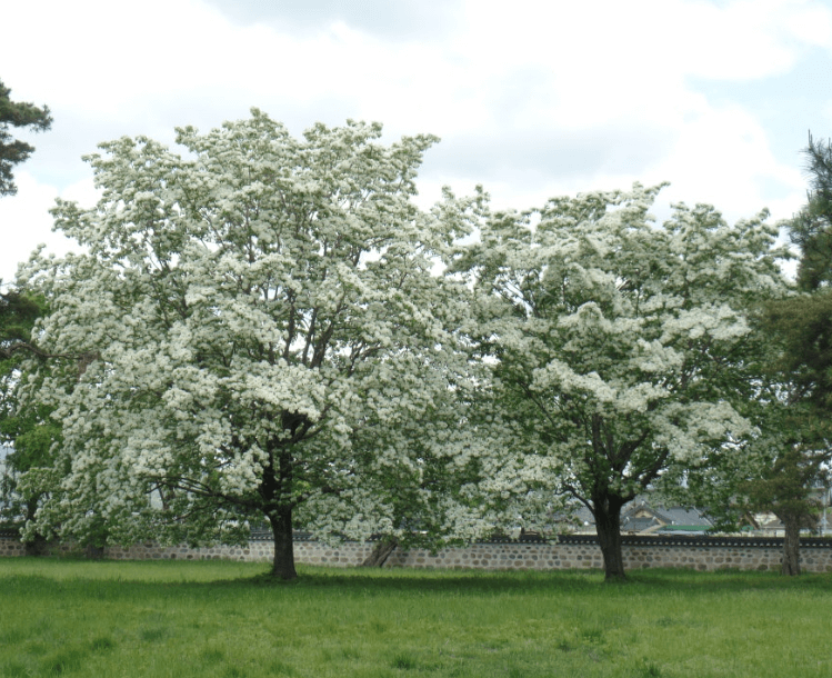 경주오릉-이팝나무