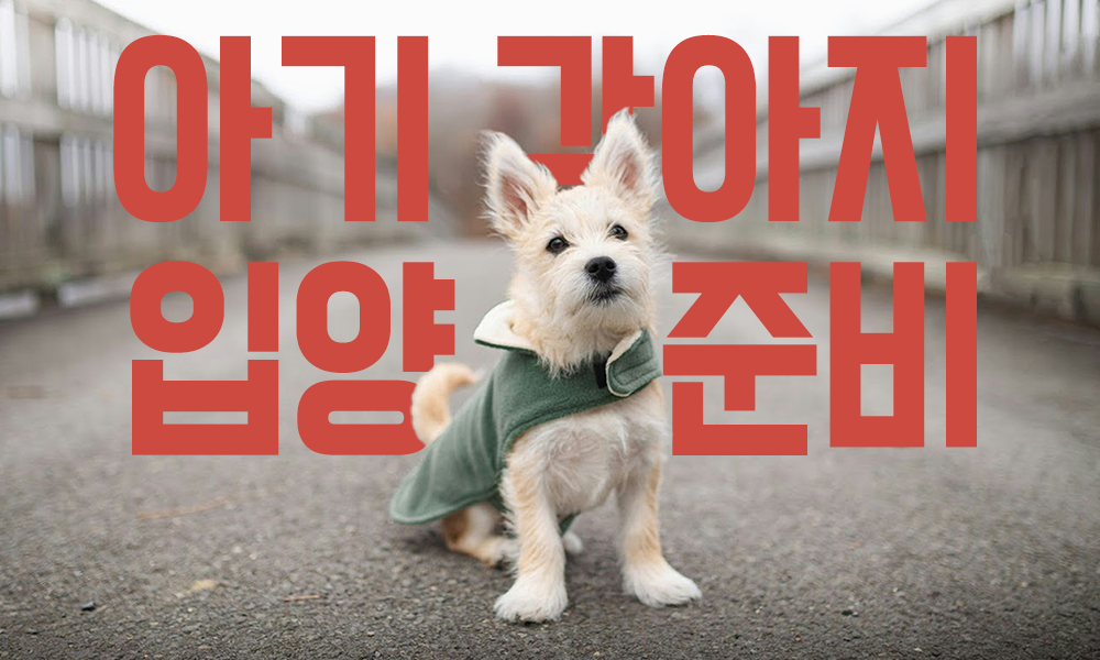 아기-강아지-입양