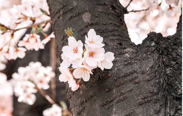 여의도 벚꽃축제 일정 변경, 꽃이 피기 전 달라진 일정… 이번엔 꼭 확인하고 가세요!