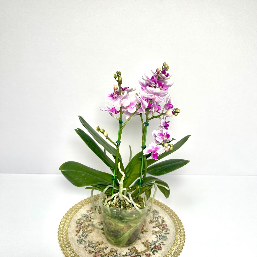 겨울철 난 물주기 서양난 동양난