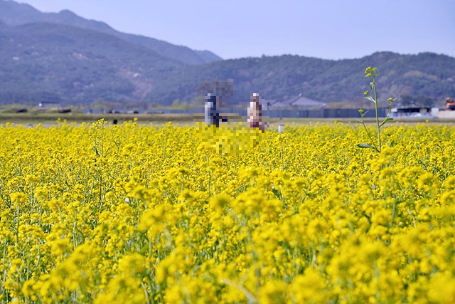 황룡사 유채꽃