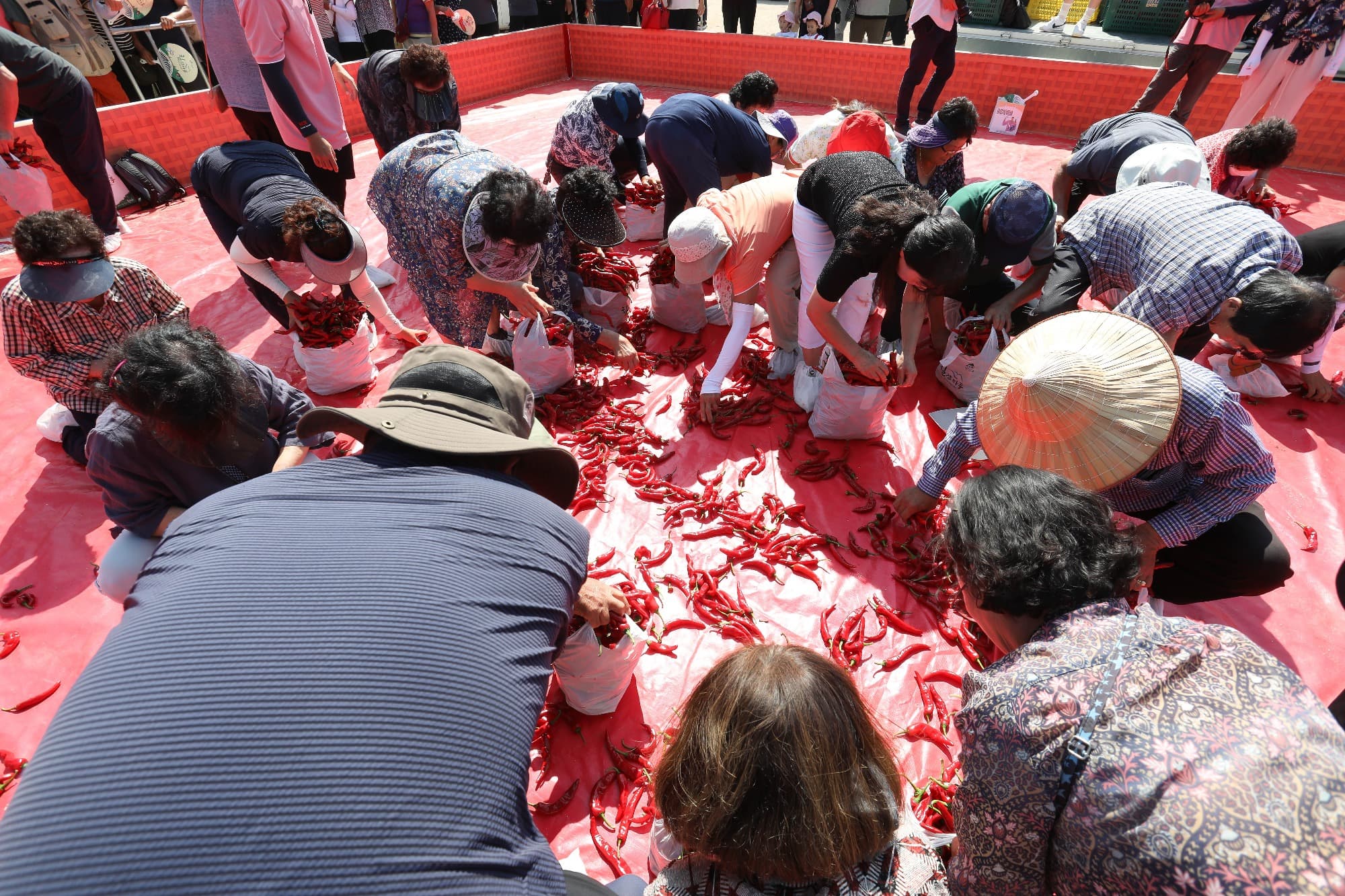 청양고추구기자 문화 축제