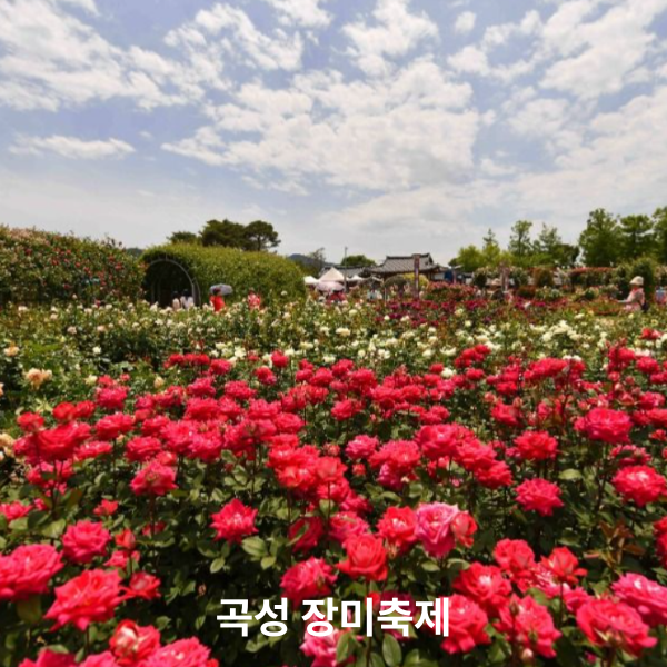 곡성 장미축제