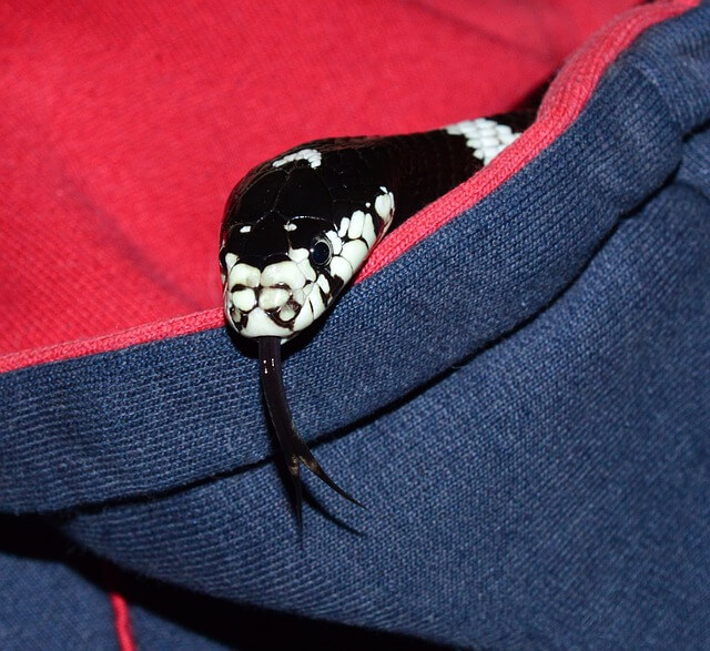 뱀이다~뱀꿈해몽,뱀나오는꿈,안좋은꿈?대박꿈?로또?