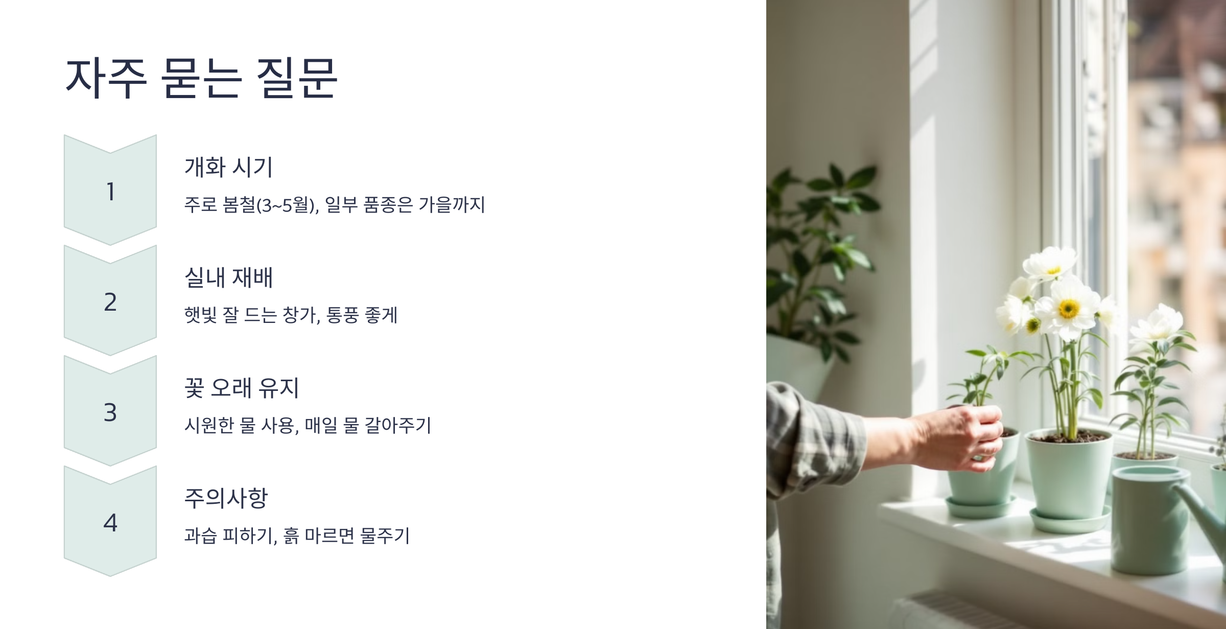 아네모네 사진