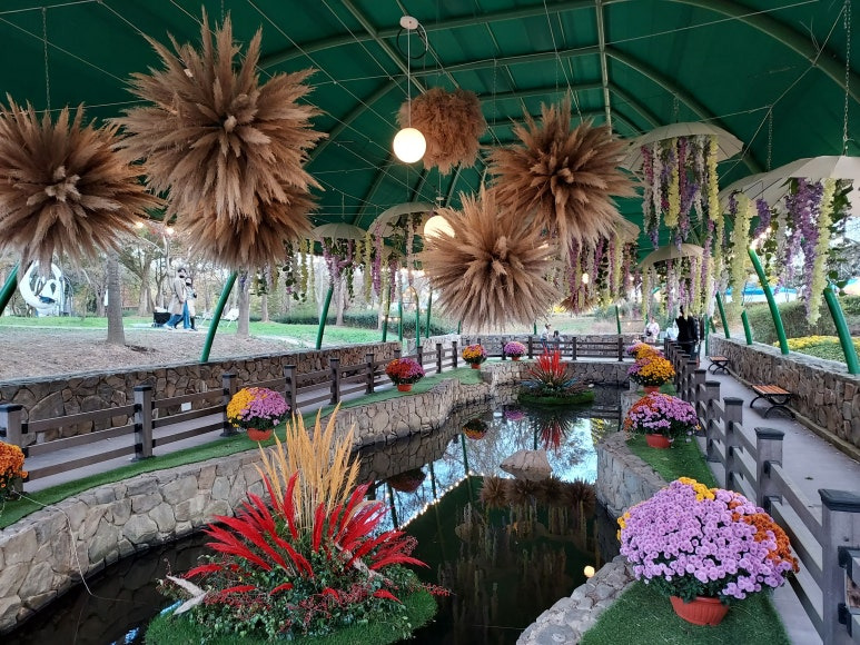 함평 국화축제6