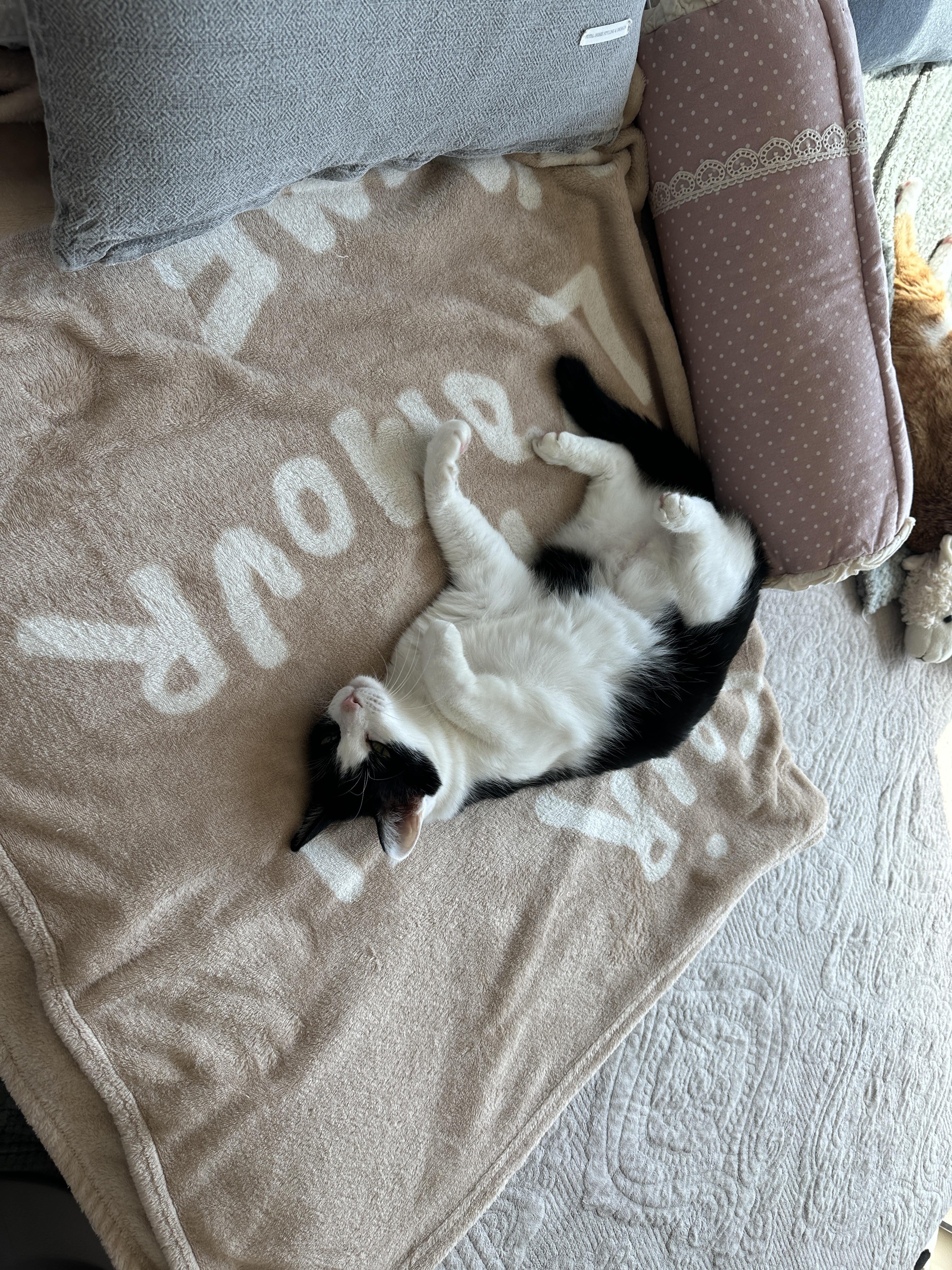 졸린_두리가_느적느적_발라당하는중