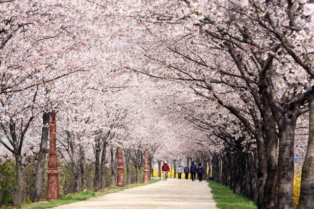 경춘선 숲길 벚꽃