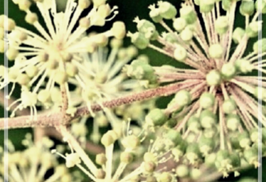 독활의 효능, 먹는법, 그리고 부작용에 관하여