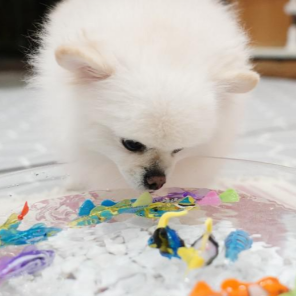 물고기 잡는 놀이에 집중한 강아지