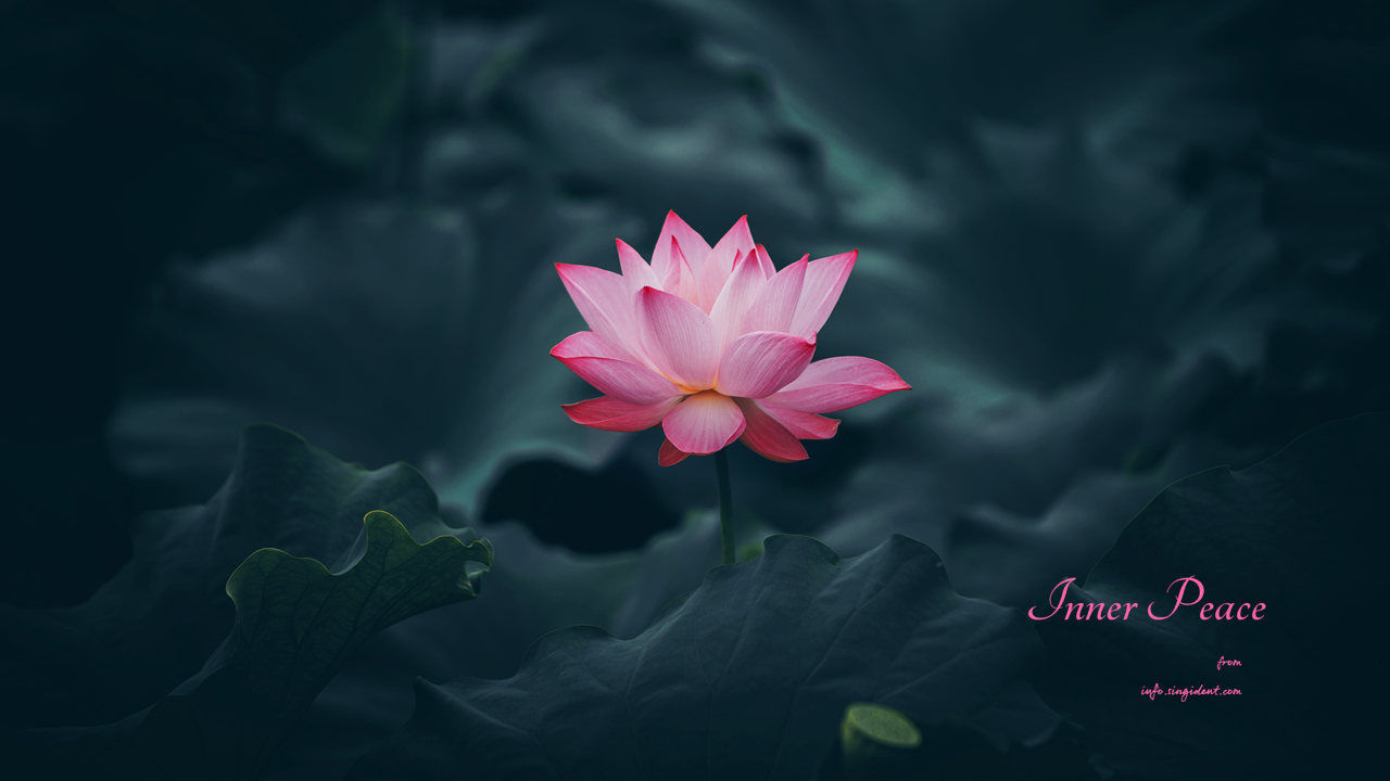 09 활짝 핀 연꽃 C - Inner Peace 연꽃배경화면