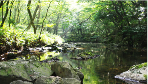 제주도 사려니숲길 산책로